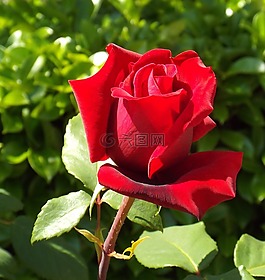玫瑰,花園,花