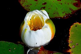 花,水百合,植物区系