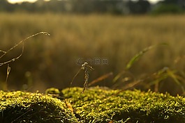 苔,草,谷物