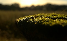 苔,草,夏季