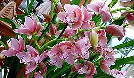 蘭花,鮮花,植物區(qū)系