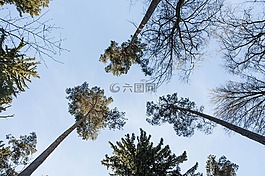 棕榈树的北部,松,森林