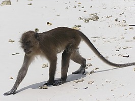 猴子,海灘,野生