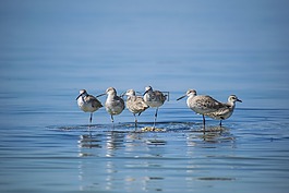 鳥,平靜,水