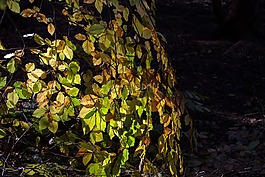 林冠,森林,秋季