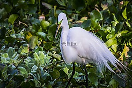 大白鷺,鳥,羽毛