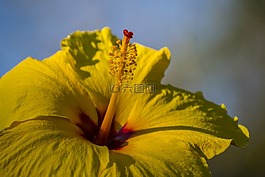 黃色,槿,深度的字段
