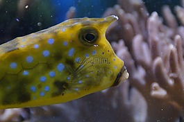 魚,肖像,頭