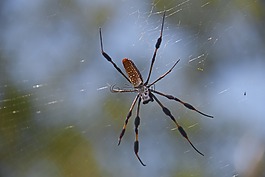 蜘蛛,香蕉蜘蛛,web