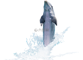 海豚,魚,動(dòng)物