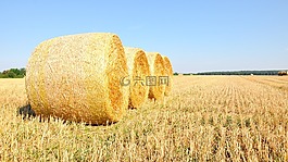 夏季,稻草,黄色