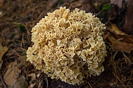 蘑菇,海绵,花椰菜蘑菇