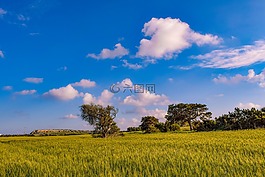 自然,原野,景觀