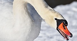 天鵝,優(yōu)雅,水禽