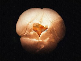 郁金香,花,畫布