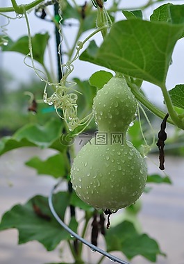 葫蘆,綠色,漢河