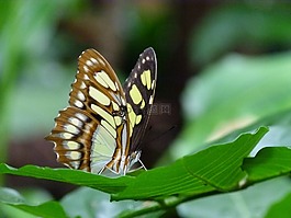 美麗,蝴蝶,昆蟲(chóng)