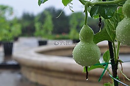 葫蘆,綠色,漢河