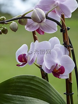 蘭花,花,植物區(qū)系
