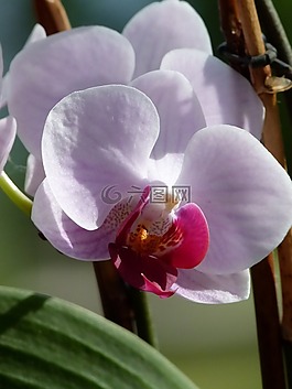 蘭花,花,植物區(qū)系