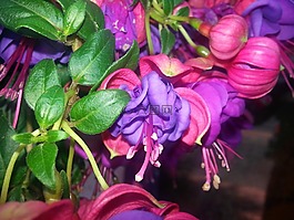 熱帶,花,花園