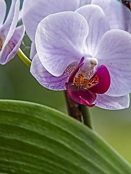 蘭花,花,植物區(qū)系