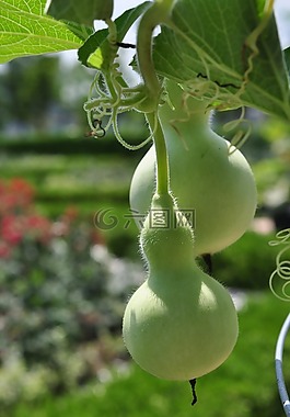 葫蘆,綠色,漢河