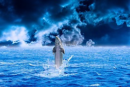 海豚,海,水