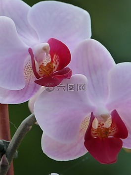 蘭花,花,植物區(qū)系
