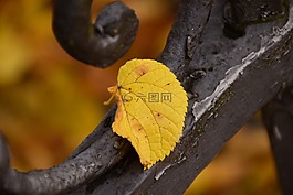 葉子,秋季,秋季中的工作表