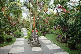 花園,熱帶,巴厘島