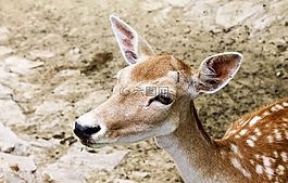 鹿,動物,野生動物