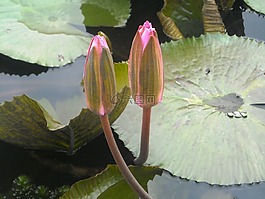鮮花,蓮花,紅色