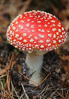 菌類,紅色,自然