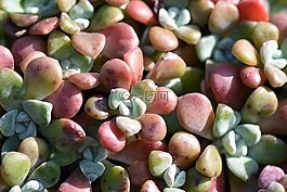 美味多汁,性质,植物