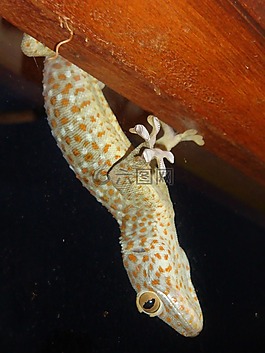 壁虎,蜥蜴,動(dòng)物