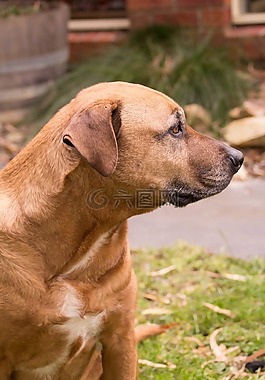 狗,棕色,staffy