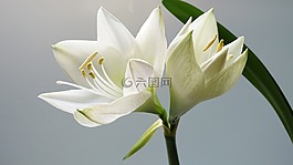 自然,花瓣,植物