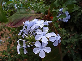 藍花,花丁香,野生花卉