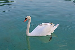 天鵝,鳥(niǎo),優(yōu)雅