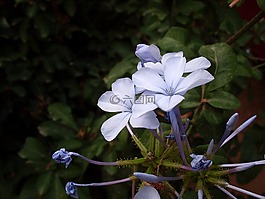藍花,花丁香,野生花卉