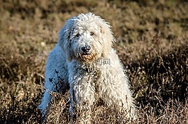 狗,goldendoodle,混合动力