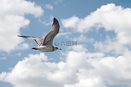 鸟,海鸥,飞行