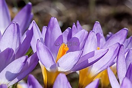 藏红花,wildform,schwertliliengewaechs