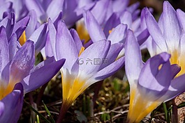 藏红花,wildform,schwertliliengewaechs