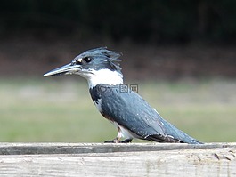河翠鳥,alcedinidae,鳥