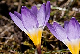 藏紅花,wildform,schwertliliengewaechs