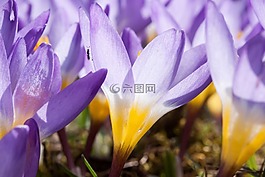 藏红花,wildform,schwertliliengewaechs