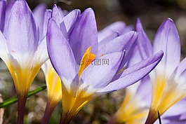 藏红花,wildform,schwertliliengewaechs