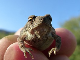蟾蜍,sapito,小